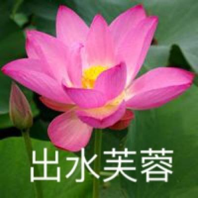 棒打捣蛋猪游戏(暂未上线)v1.0.0 安卓版